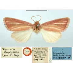 /filer/webapps/moths/media/images/D/daphoena_Timora_ST_BMNH.jpg