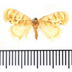 /filer/webapps/moths/media/images/T/trilinea_Narosa_AM_BMNH.jpg