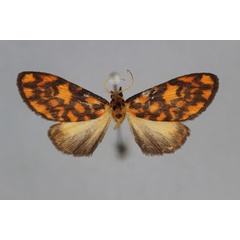 /filer/webapps/moths/media/images/M/mutabilis_Asura_PT_BMNH.jpg