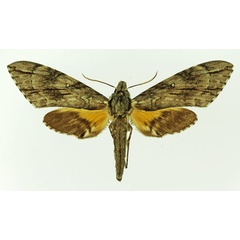 /filer/webapps/moths/media/images/M/meridionalis_Panogena_AF_Basquin.jpg