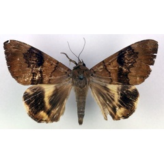 /filer/webapps/moths/media/images/N/nigra_Achaea_PT_RMCA_03.jpg