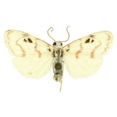/filer/webapps/moths/media/images/S/suessmuthi_Cyana_AM_ANHRT.jpg
