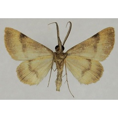 /filer/webapps/moths/media/images/R/reducta_Palaeaspilates_AM_ZSMb.jpg