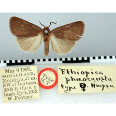 /filer/webapps/moths/media/images/P/phaeocausta_Ethiopica_HT_BMNH.jpg