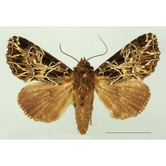 /filer/webapps/moths/media/images/G/grassei_Callopistria_AM_Basquin.jpg