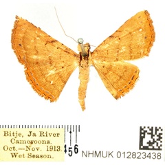 /filer/webapps/moths/media/images/A/argentifera_Eublemma_AM_BMNH_02.jpg