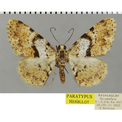 /filer/webapps/moths/media/images/B/basalis_Ectropis_PTM_ZSMa.jpg