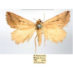 /filer/webapps/moths/media/images/F/fulvitermina_Eublemma_AF_BMNH_s2nCcdC.jpg
