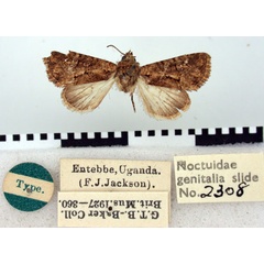 /filer/webapps/moths/media/images/P/parathermes_Oligia_HT_BMNH.jpg