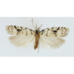 /filer/webapps/moths/media/images/I/impavida_Carposina_AF_TMSA.jpg
