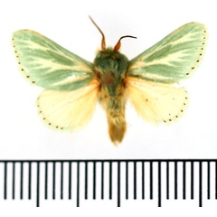 /filer/webapps/moths/media/images/A/albiramosa_Coenobasis_AM_BMNH_01.jpg