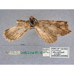 /filer/webapps/moths/media/images/M/macropterata_Eupithecia_HT_OUMNH_01.jpg