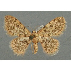 /filer/webapps/moths/media/images/F/fumilinea_Idaea_AF_TMSA.jpg