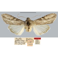 /filer/webapps/moths/media/images/G/galleti_Cucullia_HT_MNHN.jpg