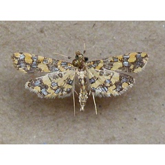 /filer/webapps/moths/media/images/T/tricoloralis_Eurrhyparodes_A_Butler.jpg