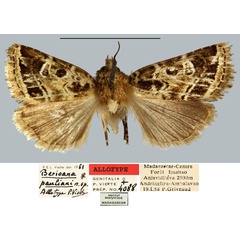 /filer/webapps/moths/media/images/P/pauliani_Berioana_AT_MNHN.jpg