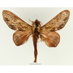 /filer/webapps/moths/media/images/L/lanceolata_Filiola_AM_Basquin_03.jpg