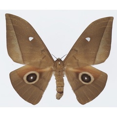 /filer/webapps/moths/media/images/G/goodii_Lobobunaea_AF_Basquina.jpg