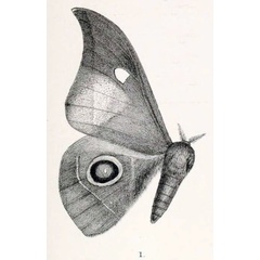 /filer/webapps/moths/media/images/M/mitfordi_Bunaea_HT_Kirb_1892b_11_1.jpg