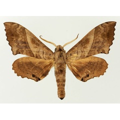 /filer/webapps/moths/media/images/S/subjectus_Rufoclanis_AM_Basquin.jpg