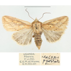 /filer/webapps/moths/media/images/P/pyrostrota_Mythimna_AF_BMNH.jpg