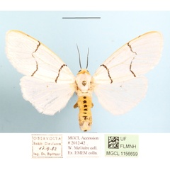 /filer/webapps/moths/media/images/B/buryi_Spilosoma_AF_MGCLa_02.JPG