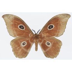 /filer/webapps/moths/media/images/N/nereis_Melanocera_AF_Basquin_02a.jpg