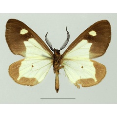 /filer/webapps/moths/media/images/A/ansorgei_Geodena_AM_Basquinb.jpg