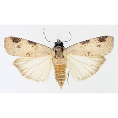 /filer/webapps/moths/media/images/C/costimacula_Mesogenea_AF_TMSA_02.jpg