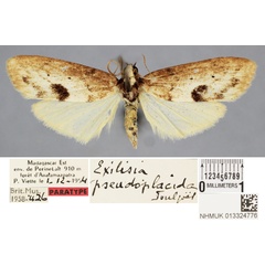 /filer/webapps/moths/media/images/P/pseudoplacida_Exilisia_PT_BMNH.jpg