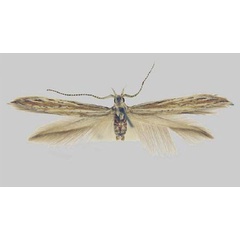 /filer/webapps/moths/media/images/D/deinosella_Coleophora_HT_TMSA.jpg