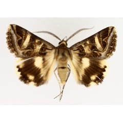 /filer/webapps/moths/media/images/V/vermiculosa_Cerocala_AM_TMSA_01.jpg