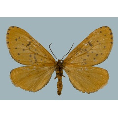 /filer/webapps/moths/media/images/M/meraca_Zerenopsis_AF_Staude.jpg