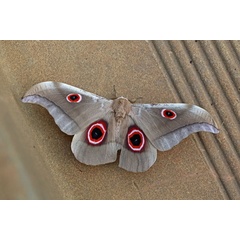/filer/webapps/moths/media/images/F/falcatissima_Lobobunaea_A_Voaden_01.jpg
