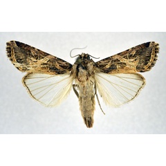 /filer/webapps/moths/media/images/L/littoralis_Spodoptera_A_NHMO.jpg