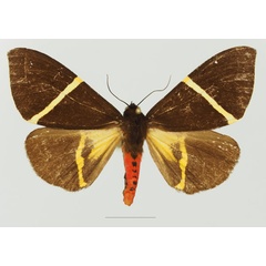/filer/webapps/moths/media/images/P/pulchra_Fodinoidea_AF_Basquina.jpg