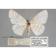 /filer/webapps/moths/media/images/G/glaucocyma_Craspedia_STF_OUMNH_01.jpg