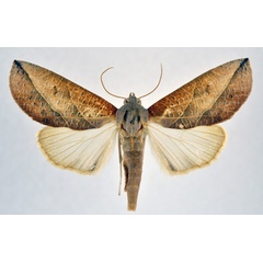 /filer/webapps/moths/media/images/P/patricula_Arcyophora_A_NHMO.jpg
