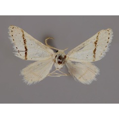 /filer/webapps/moths/media/images/S/subgastonaria_Scopula_A_ZSM_01.jpg