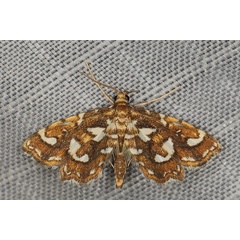 /filer/webapps/moths/media/images/C/chalcichroalis_Ambia_A_Heynsb.jpg