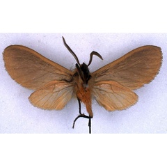 /filer/webapps/moths/media/images/D/diversa_Metarctia_HT_BMNH_02.jpg