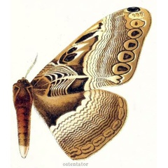 /filer/webapps/moths/media/images/O/ostentator_Dactyloceras_HT_Gaede_1927_60-c.jpg