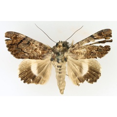 /filer/webapps/moths/media/images/L/linteola_Nagia_AM_TMSA_02.jpg