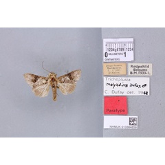 /filer/webapps/moths/media/images/M/molybdina_Plusia_PTM_BMNH_05a.jpg