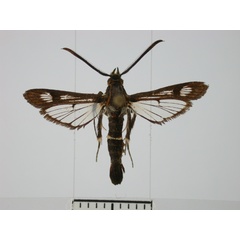 /filer/webapps/moths/media/images/P/platyuriformis_Synanthedon_AM_BMNH.jpg
