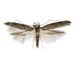 /filer/webapps/moths/media/images/O/oleastrella_Zelleria_AM_Agassiz.jpg