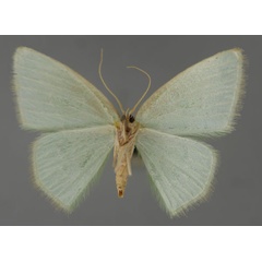 /filer/webapps/moths/media/images/C/convalescens_Comostolopsis_PT_ZSM_02.jpg