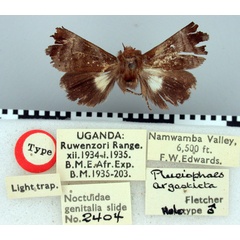 /filer/webapps/moths/media/images/A/argosticta_Plusiophaes_HT_BMNH.jpg