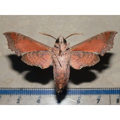 /filer/webapps/moths/media/images/E/elegans_Temnora_A_Goff_02.jpg