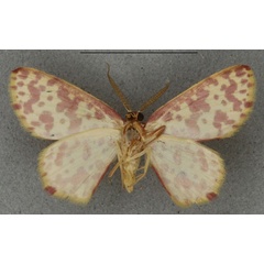 /filer/webapps/moths/media/images/A/anthocroca_Ptochophyle_HT_NHMUKb.jpg